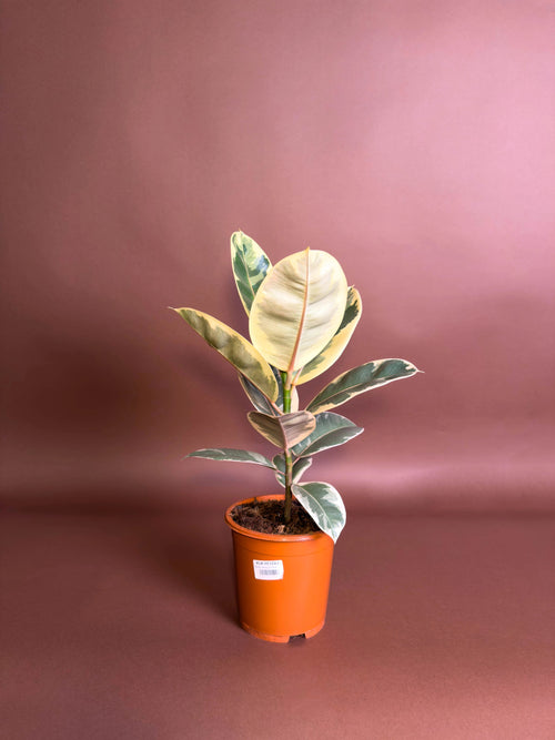 Alacalı Kauçuk (Ficus)