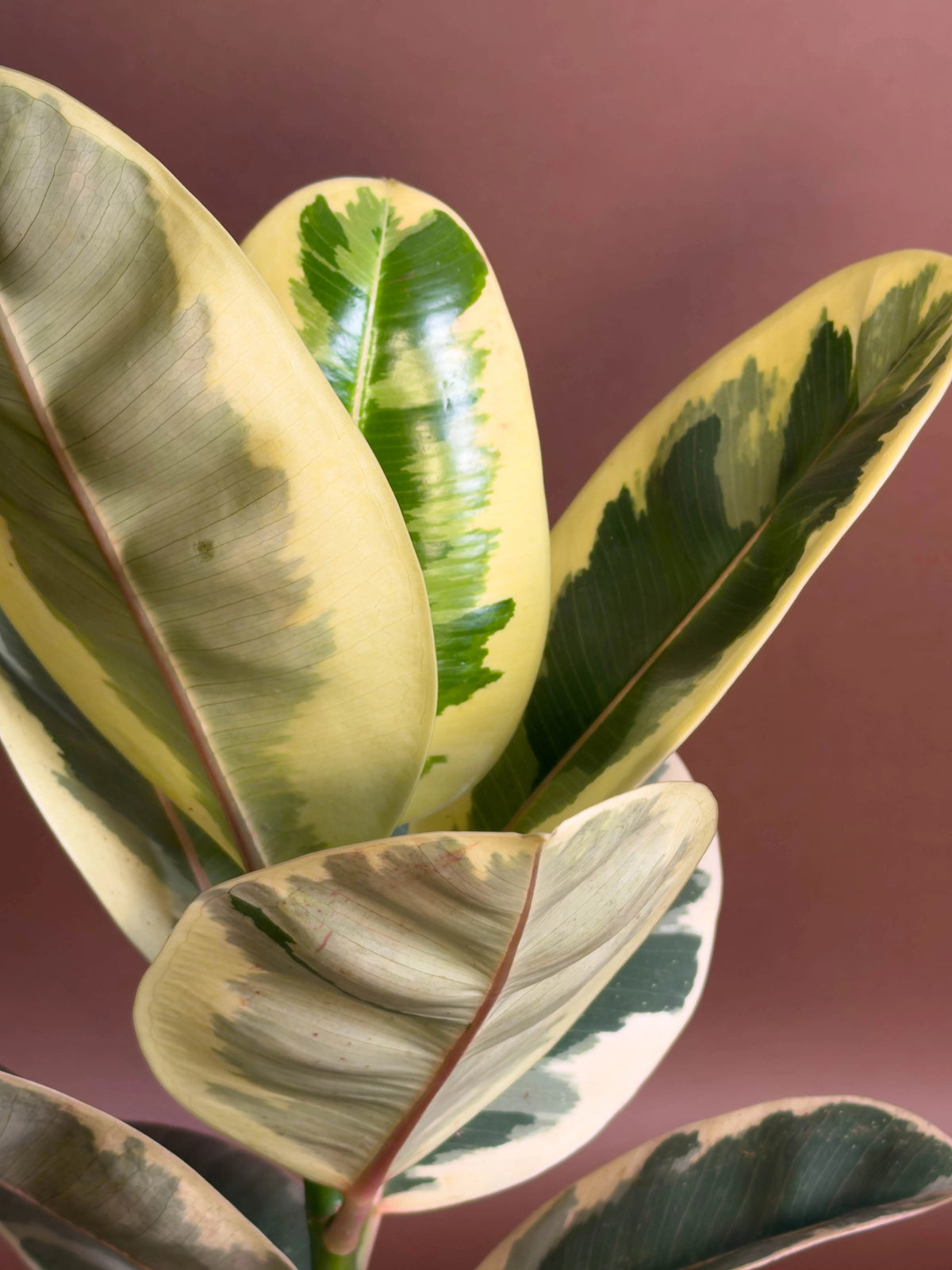 Alacalı Kauçuk (Ficus), 40 cm, desenli, renkli yapraklı form, görsel 3 / 3