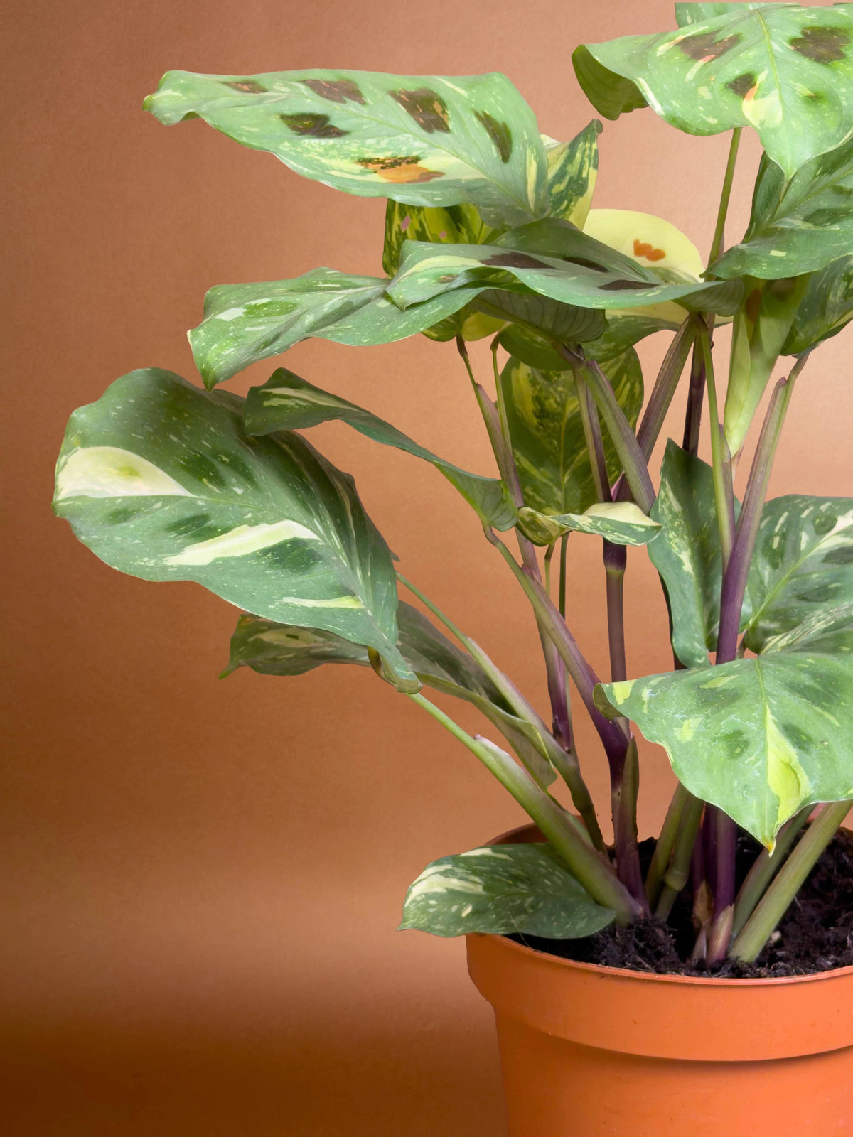 Dua Çiçeği (Maranta leuconeura ‘Kerchoveana’), 24 cm, desenli yapraklı kompakt form, görsel 3 / 3