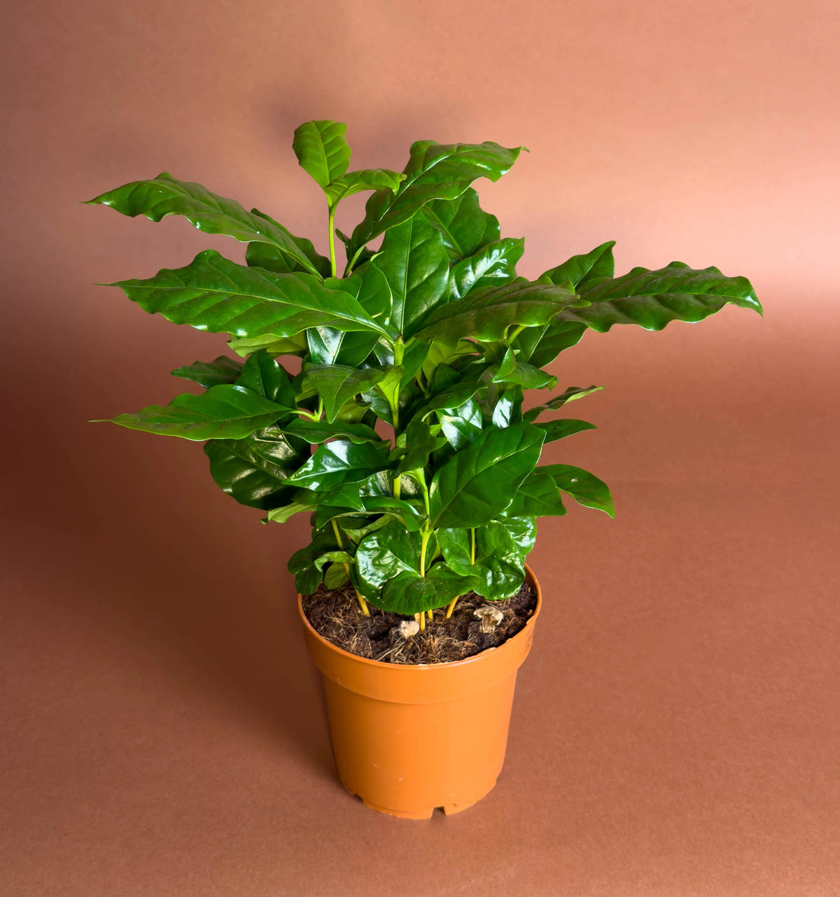 Kahve Bitkisi (Coffea arabica), 22 cm, kompakt yapraklı form, görsel 3 / 3