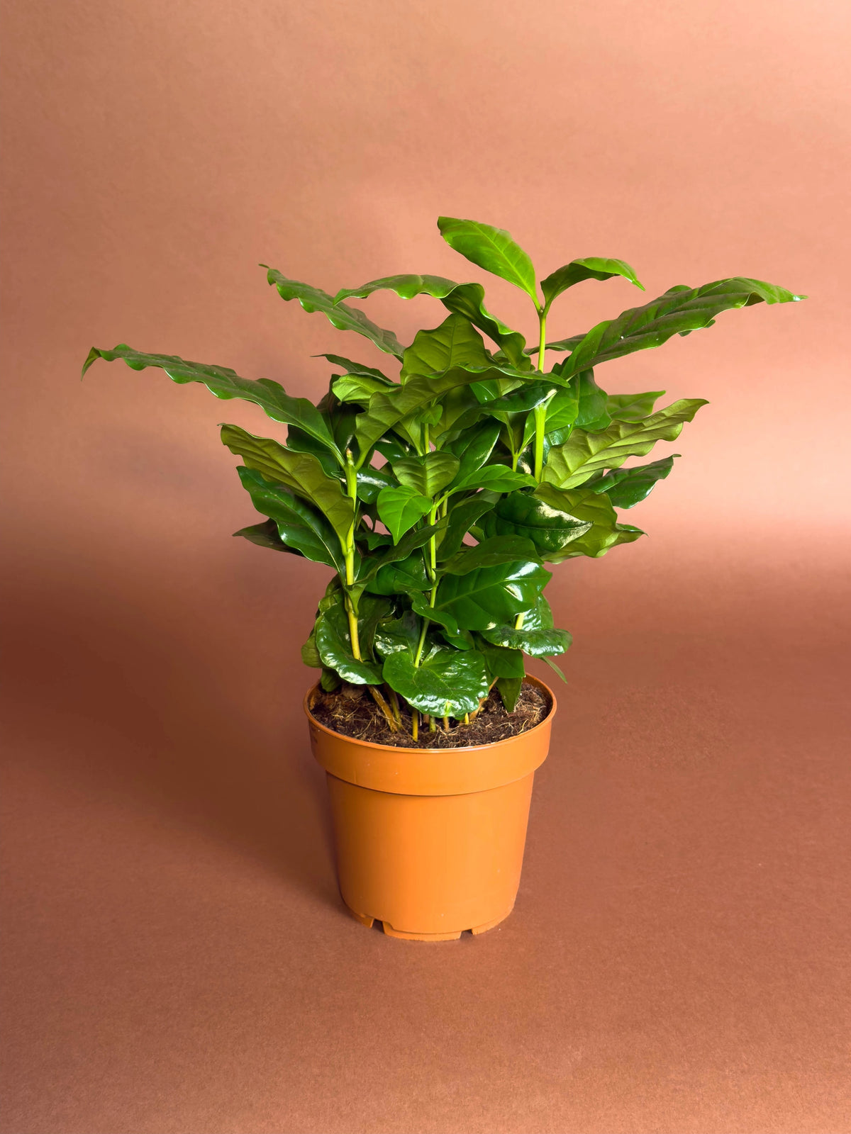 Kahve Bitkisi (Coffea arabica), 22 cm, kompakt yapraklı form, görsel 2 / 3