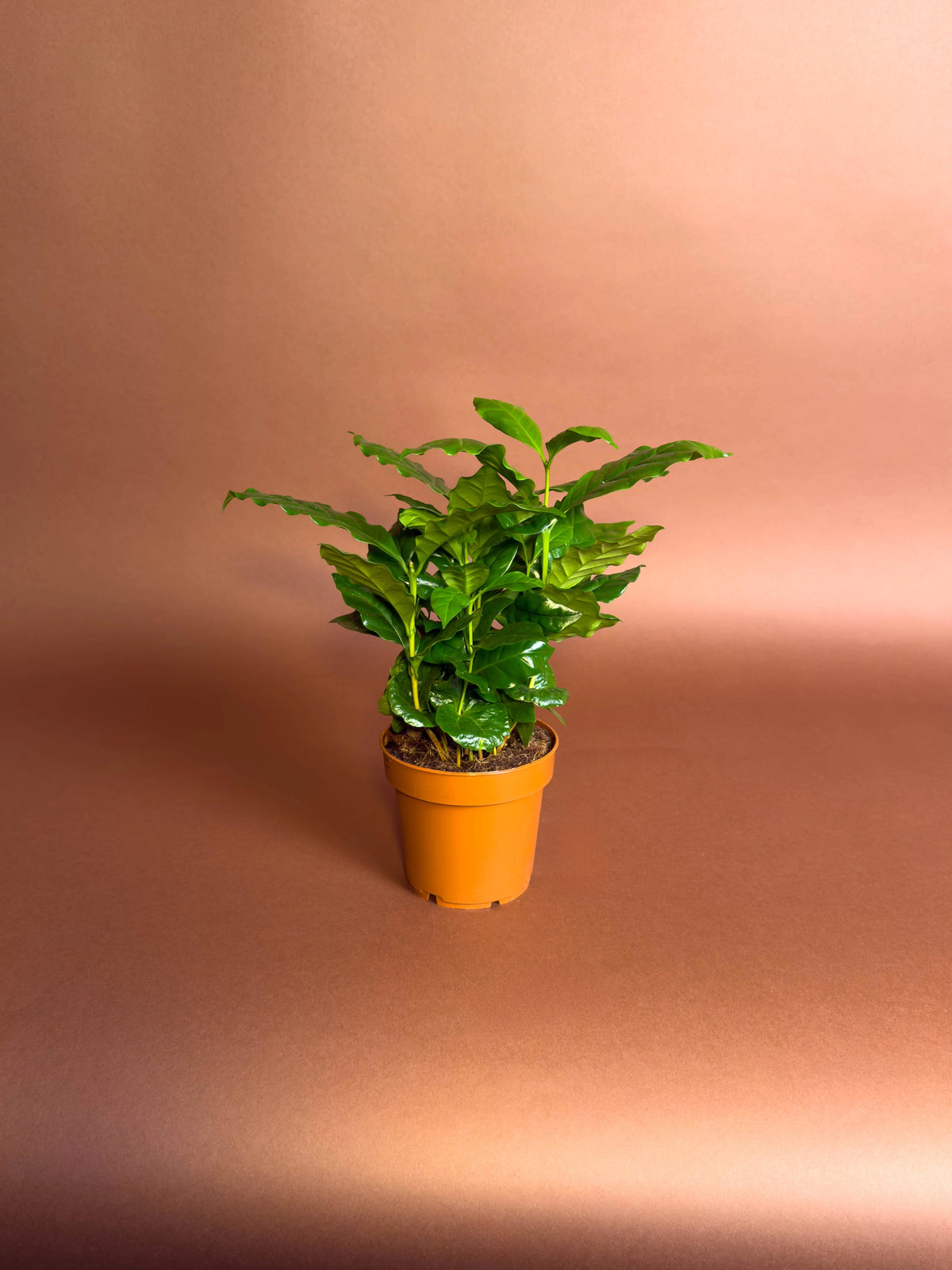 Kahve Bitkisi (Coffea arabica), 22 cm, kompakt yapraklı form, görsel 1 / 3