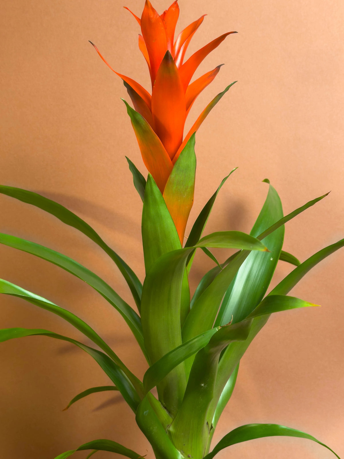 Guzmania (Guzmania lingulata), 46 cm, kırmızı gösterişli çiçekli form, görsel 3 / 3