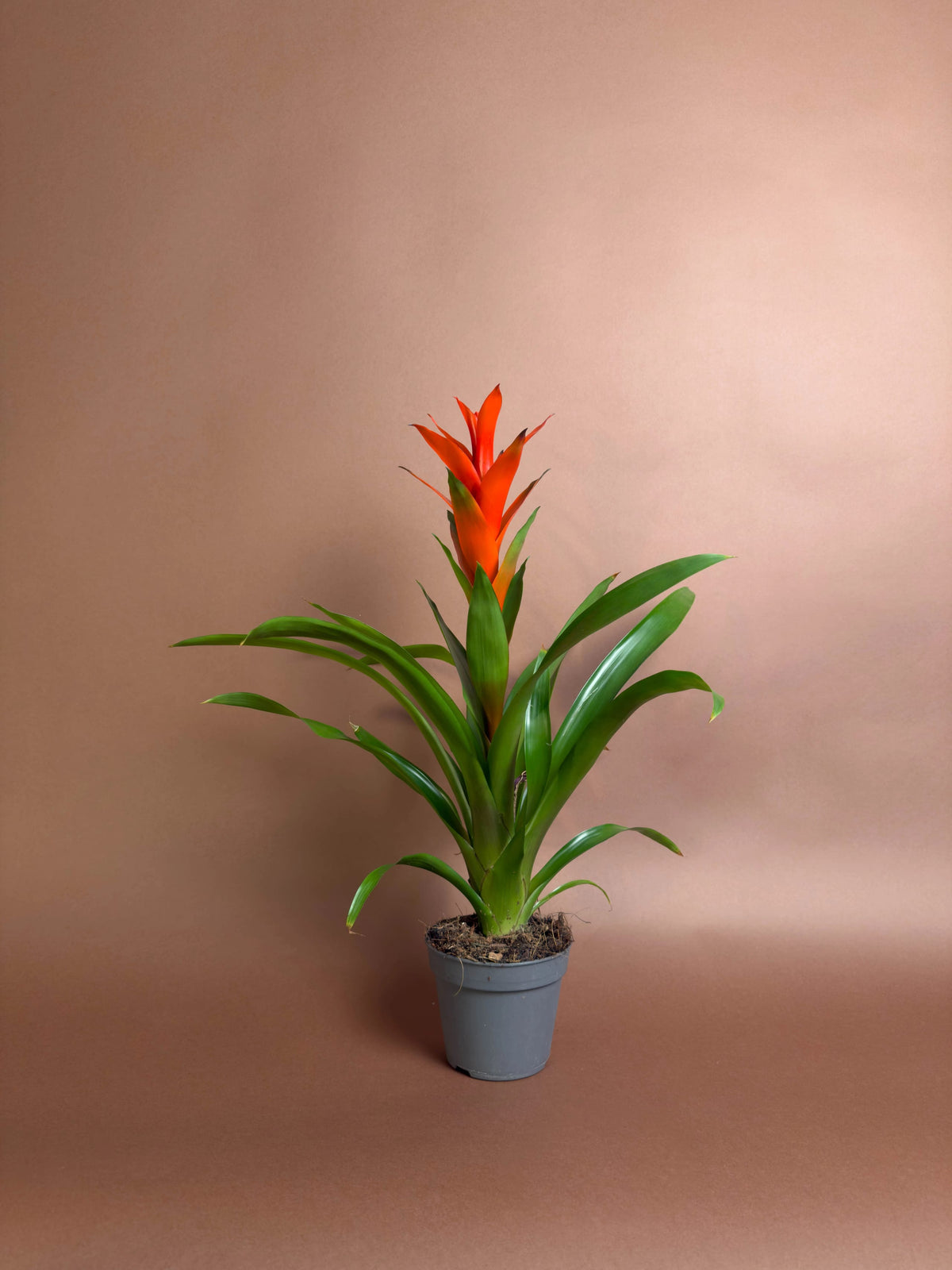Guzmania (Guzmania lingulata), 46 cm, kırmızı gösterişli çiçekli form, görsel 1 / 3