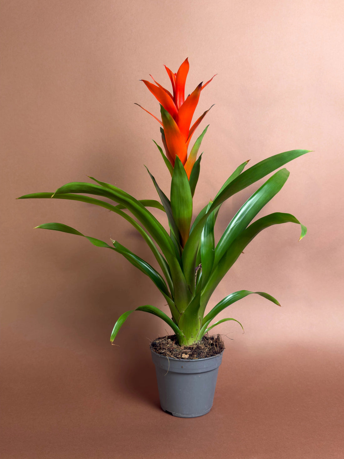 Guzmania bakım rehberi