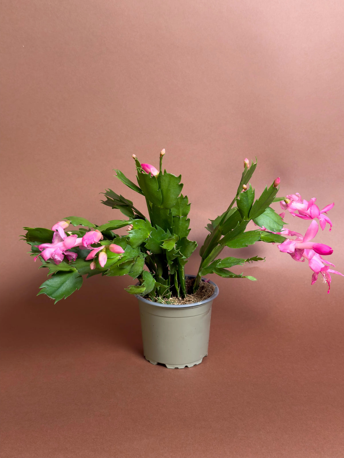 Yılbaşı Kaktüsü (Schlumbergera truncata), 18 cm, pembe çiçekli form, görsel 4 / 5
