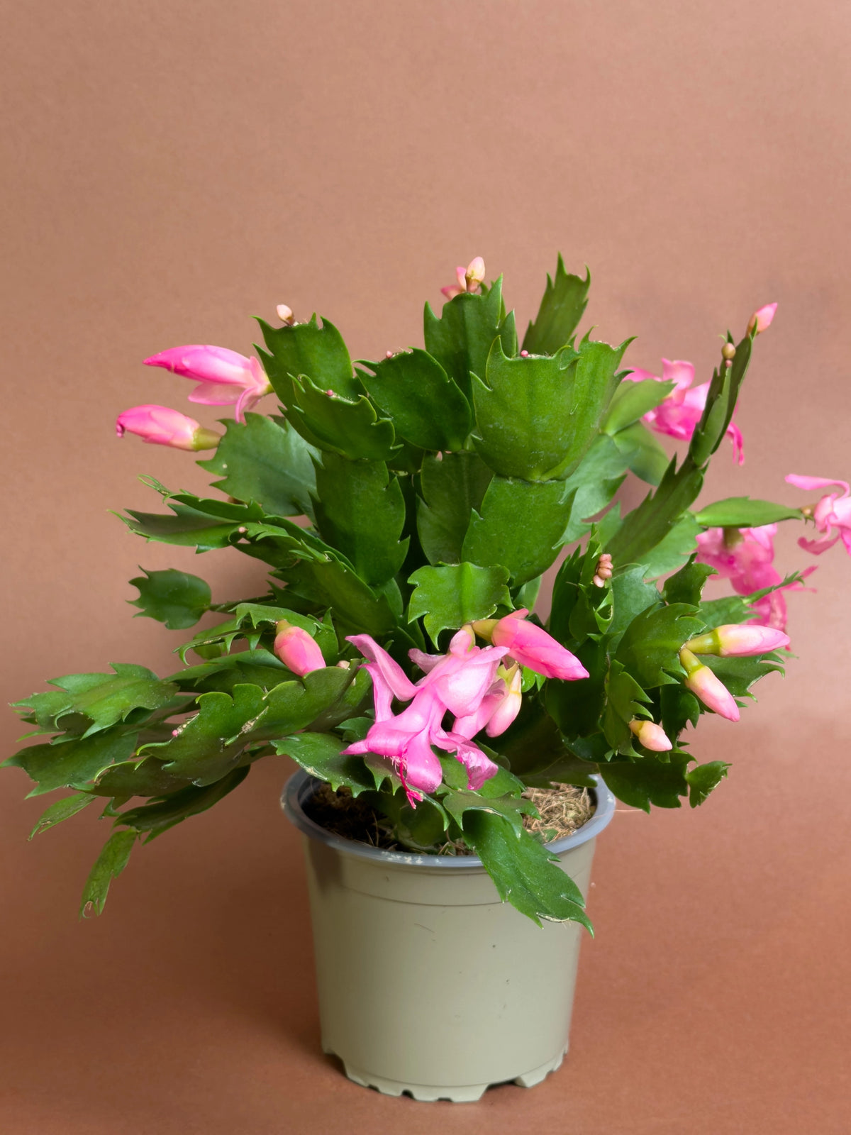 Yılbaşı Kaktüsü (Schlumbergera truncata), 18 cm, pembe çiçekli form, görsel 5 / 5