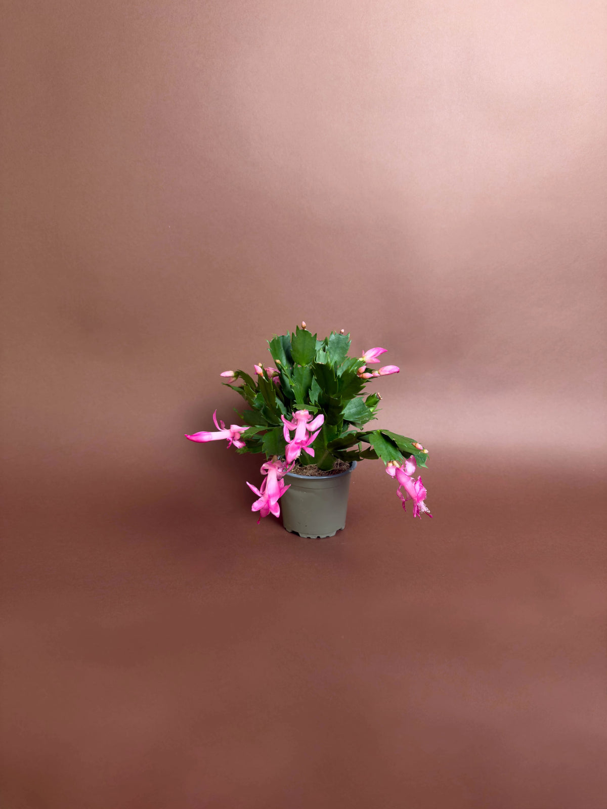 Yılbaşı Kaktüsü (Schlumbergera truncata), 18 cm, pembe çiçekli form, görsel 3 / 5