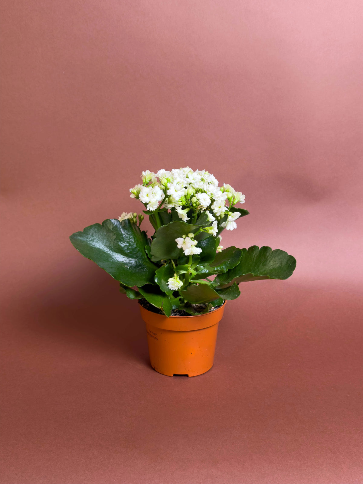 Kalanşo (Kalanchoe blossfeldiana), 18 cm, renkli çiçekli form, görsel 1 / 3