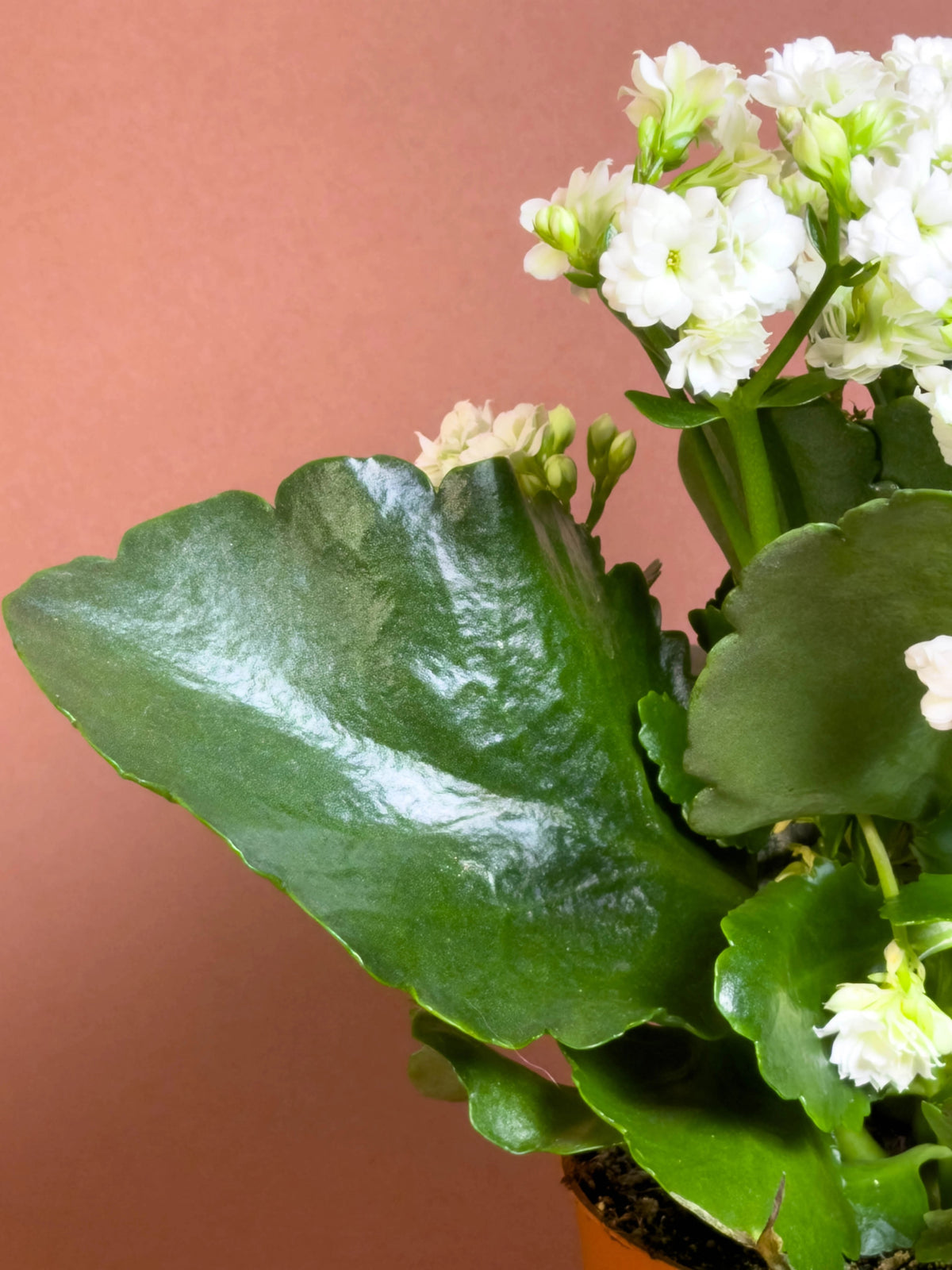 Kalanşo (Kalanchoe blossfeldiana), 18 cm, renkli çiçekli form, görsel 3 / 3