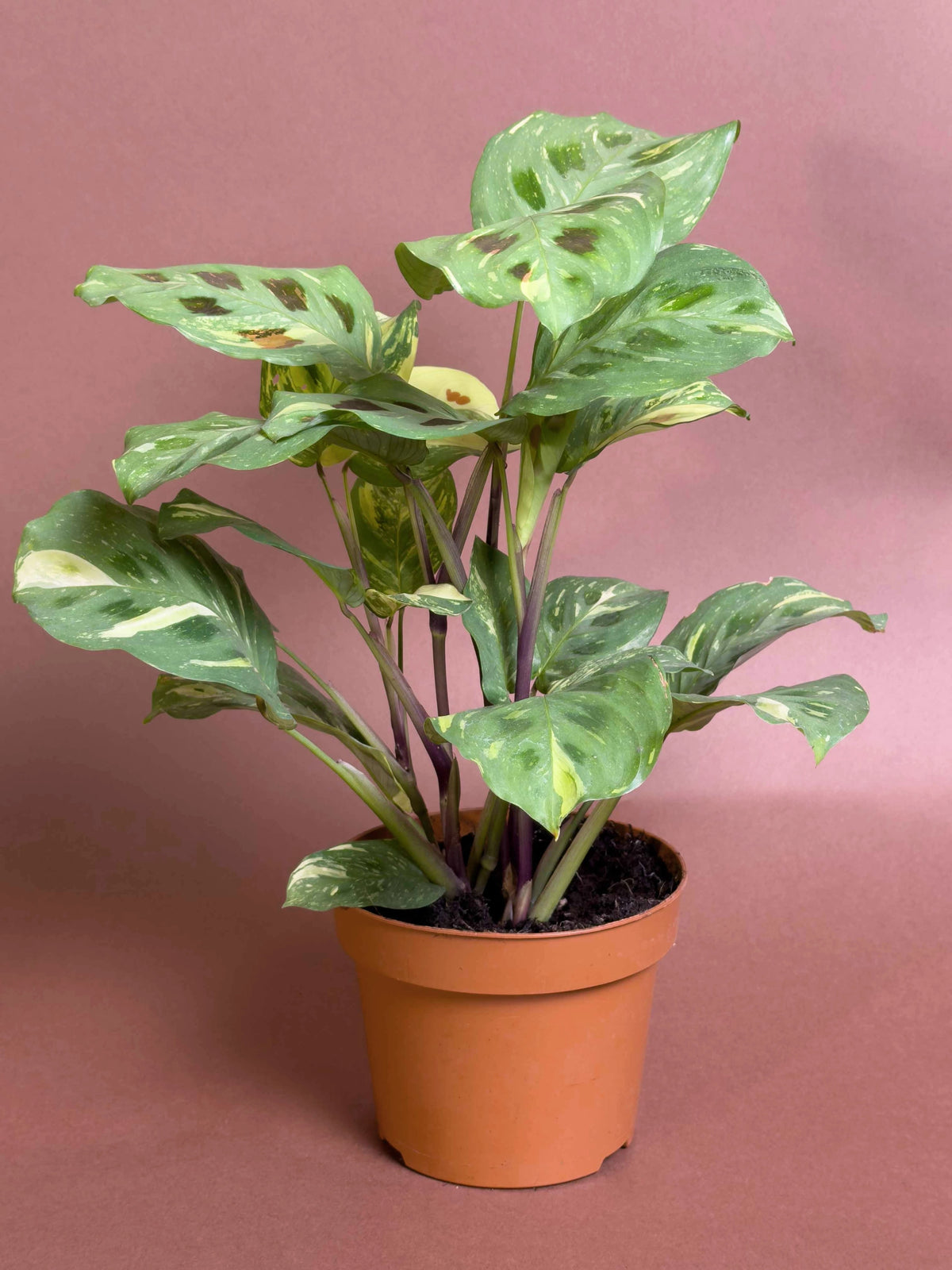 Dua Çiçeği (Maranta leuconeura ‘Kerchoveana’), 24 cm, desenli yapraklı kompakt form, görsel 2 / 3