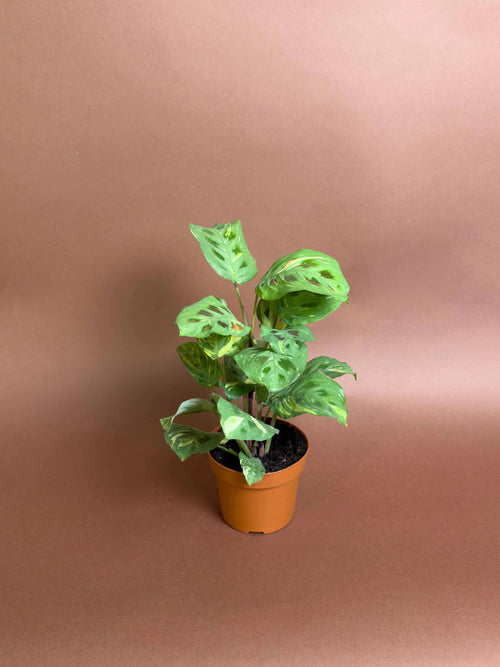 Dua Çiçeği (Maranta leuconeura ‘Kerchoveana’)