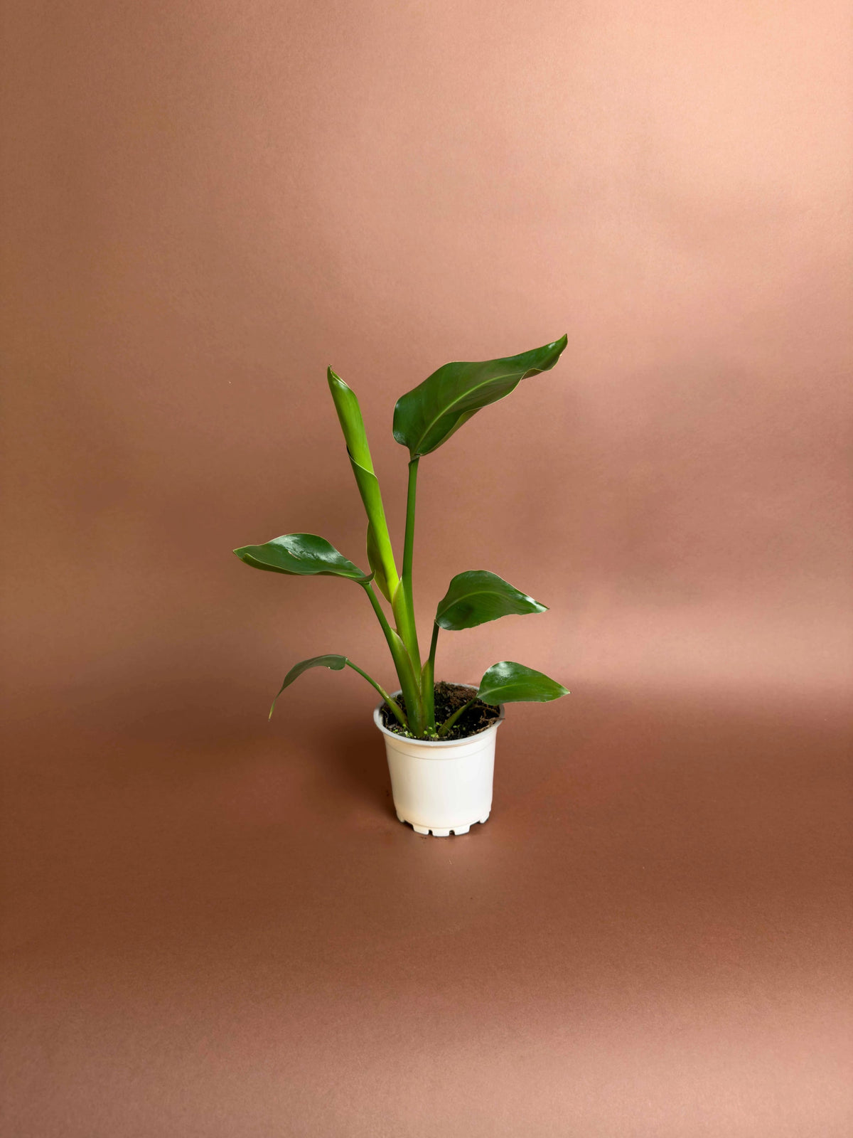 Baby Starliçe (Strelitzia reginae), 35 cm, canlı yapraklı kompakt form, görsel 1 / 3