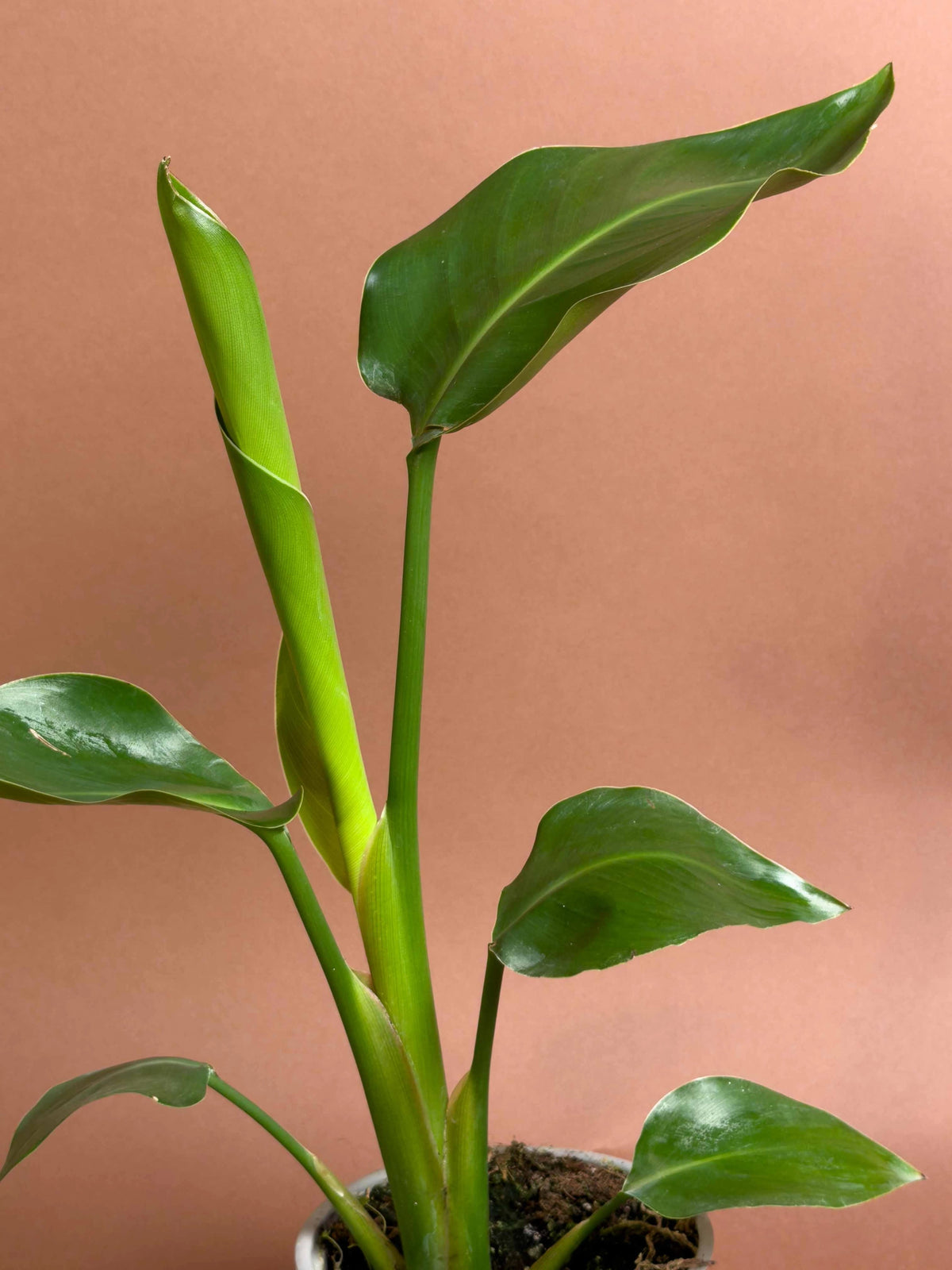 Baby Starliçe (Strelitzia reginae), 35 cm, canlı yapraklı kompakt form, görsel 3 / 3