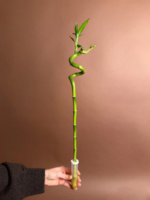 Şans Bambusu (Dracaena sanderiana)