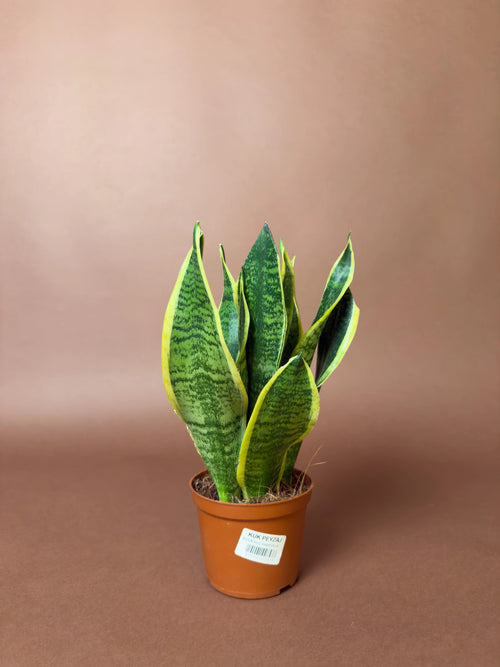 Paşa Kılıcı (Sansevieria trifasciata)