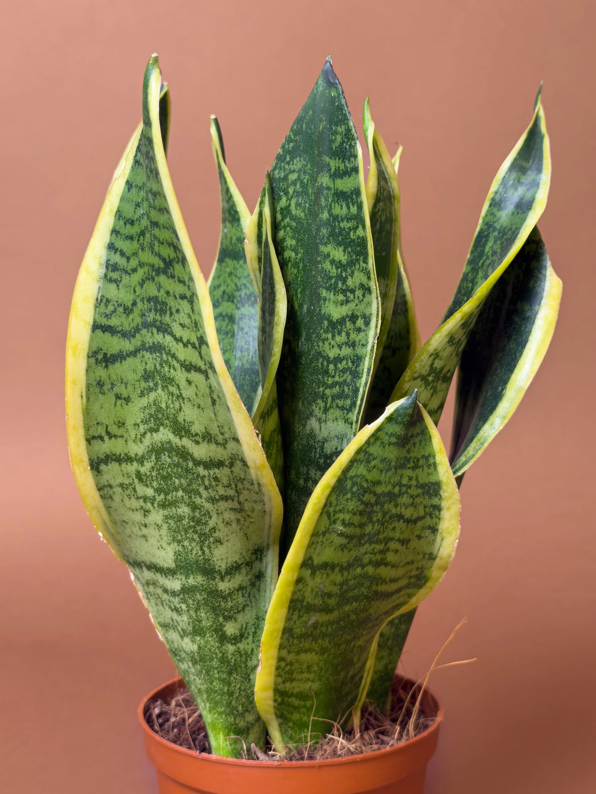 Paşa Kılıcı (Sansevieria trifasciata), Mini, 23 cm, sarı kenarlı desenli yapraklı form, görsel 3 / 3