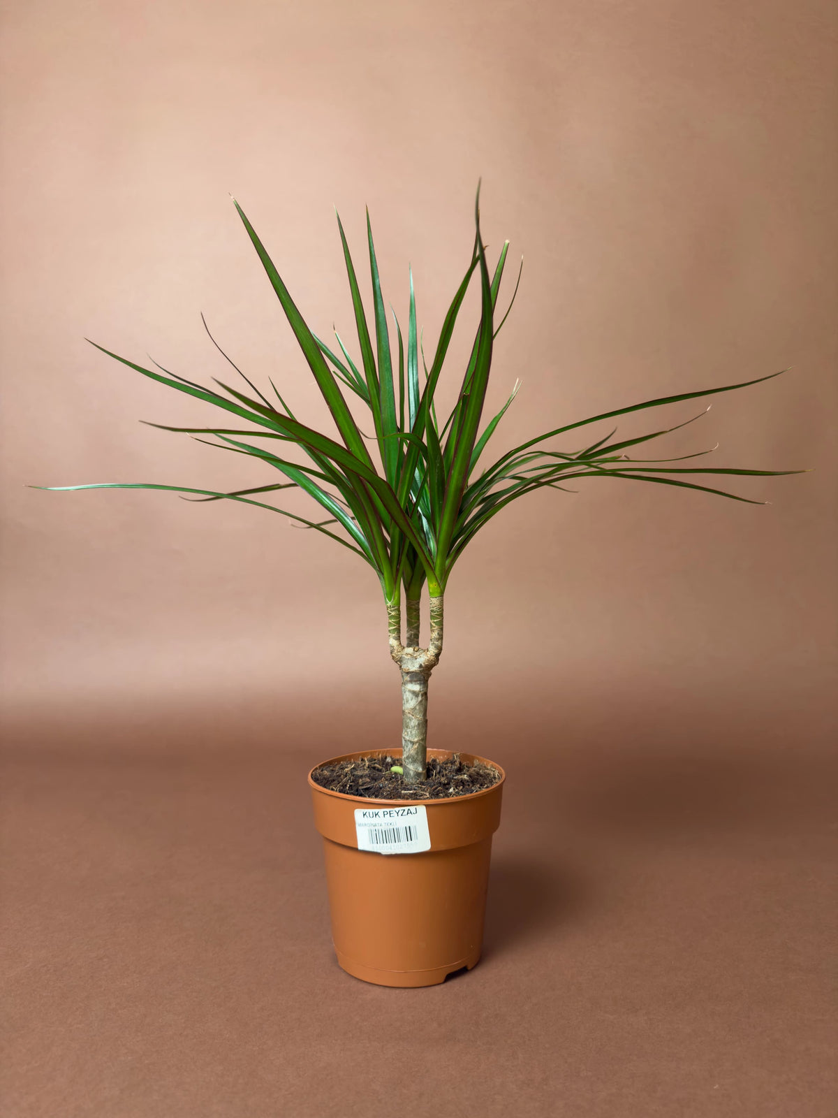 Ejder Ağacı (Dracaena marginata), Mini, 40 cm, tek gövdeli kompakt form, görsel 1 / 3
