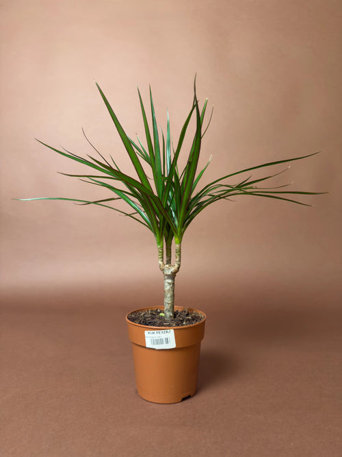 Ejder Ağacı (Dracaena marginata)