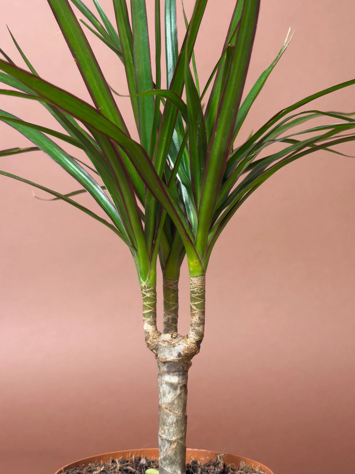 Ejder Ağacı (Dracaena marginata), Mini, 40 cm, tek gövdeli kompakt form, görsel 3 / 3