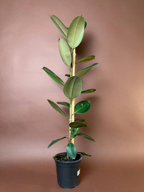 Kauçuk Ağacı (Ficus elastica)