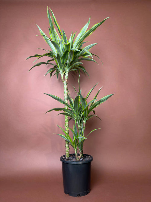 Drasena (Dracaena fragrans ‘Lemon Lime’)