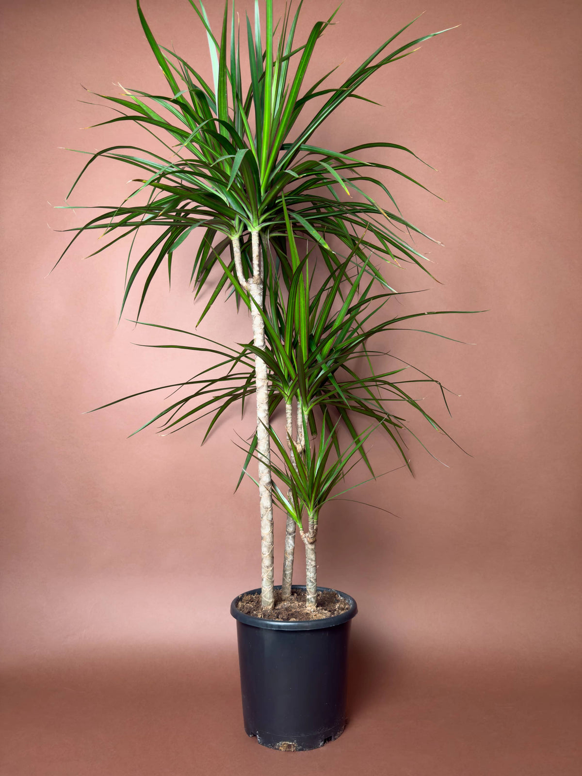 Madagaskar Ejder Ağacı (Dracaena marginata), 100 cm, çoklu gövdeli form, görsel 1 / 3