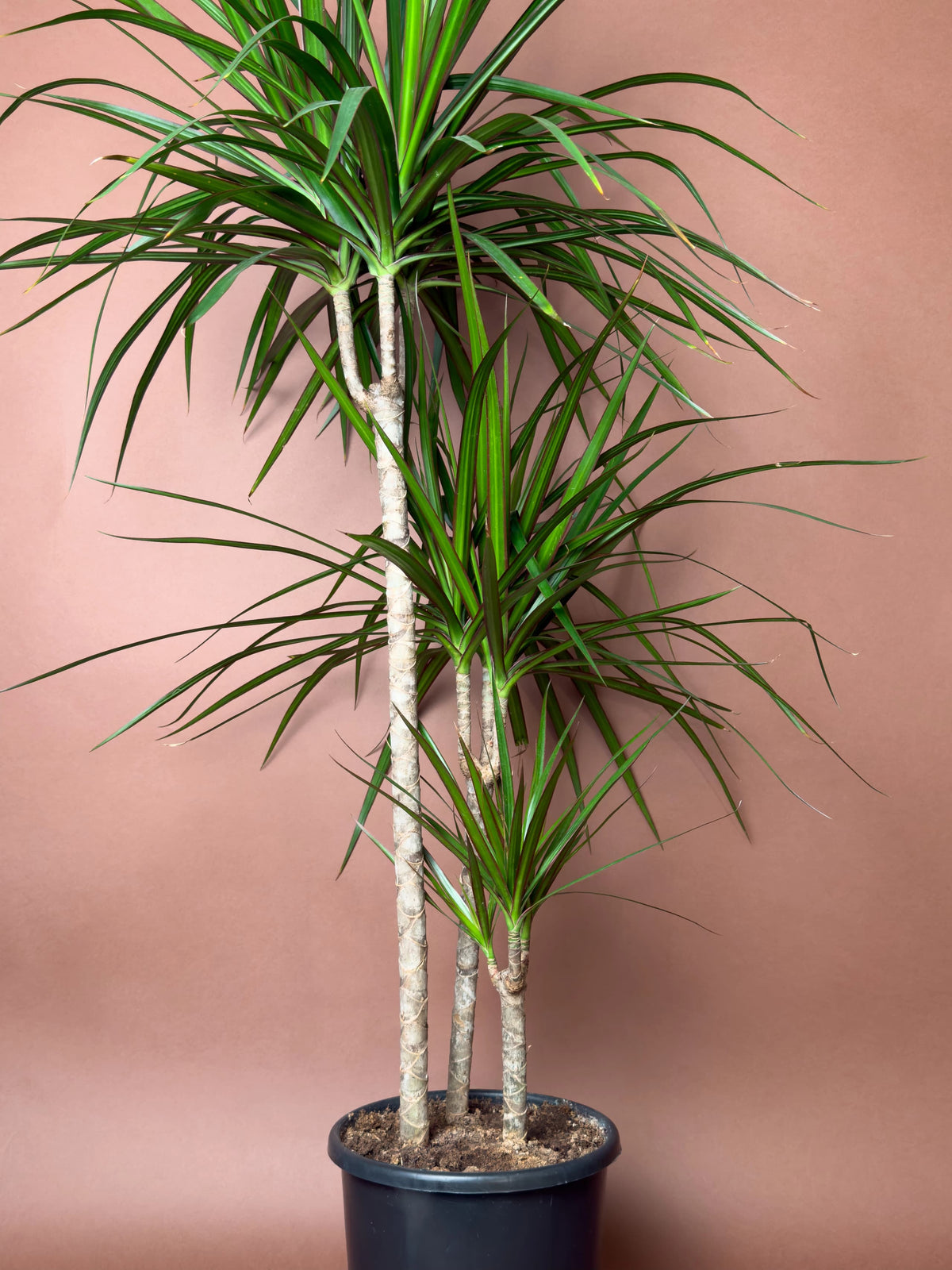 Madagaskar Ejder Ağacı (Dracaena marginata), 100 cm, çoklu gövdeli form, görsel 2 / 3