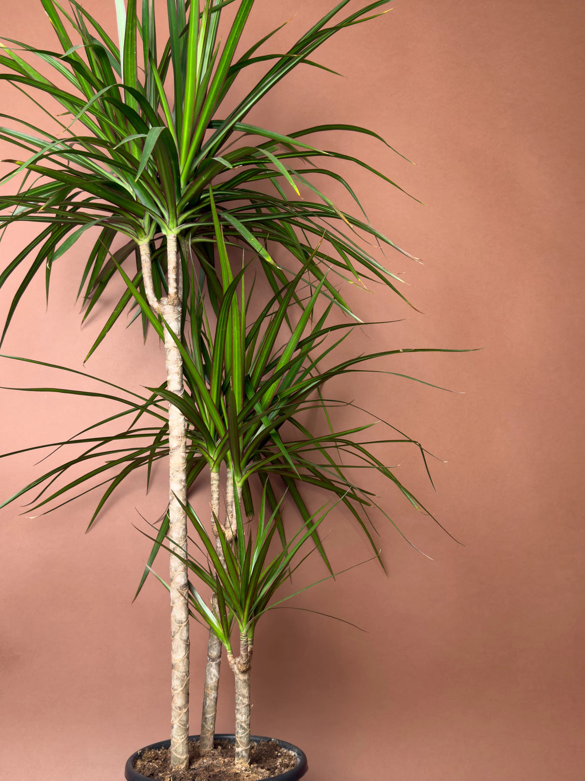 Madagaskar Ejder Ağacı (Dracaena marginata), 100 cm, çoklu gövdeli form, görsel 3 / 3