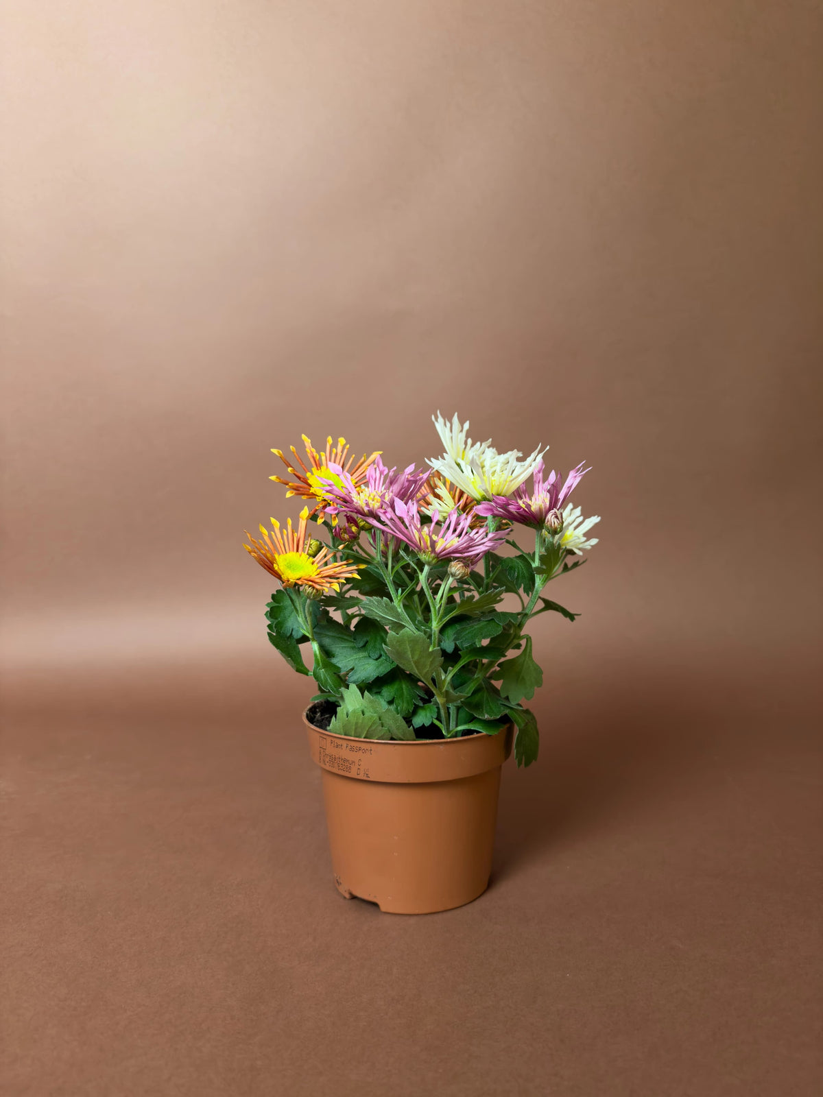 Kasımpatı (Chrysanthemum morifolium), 3 renkli, 17 cm, çok renkli çiçekli form, görsel 1 / 3