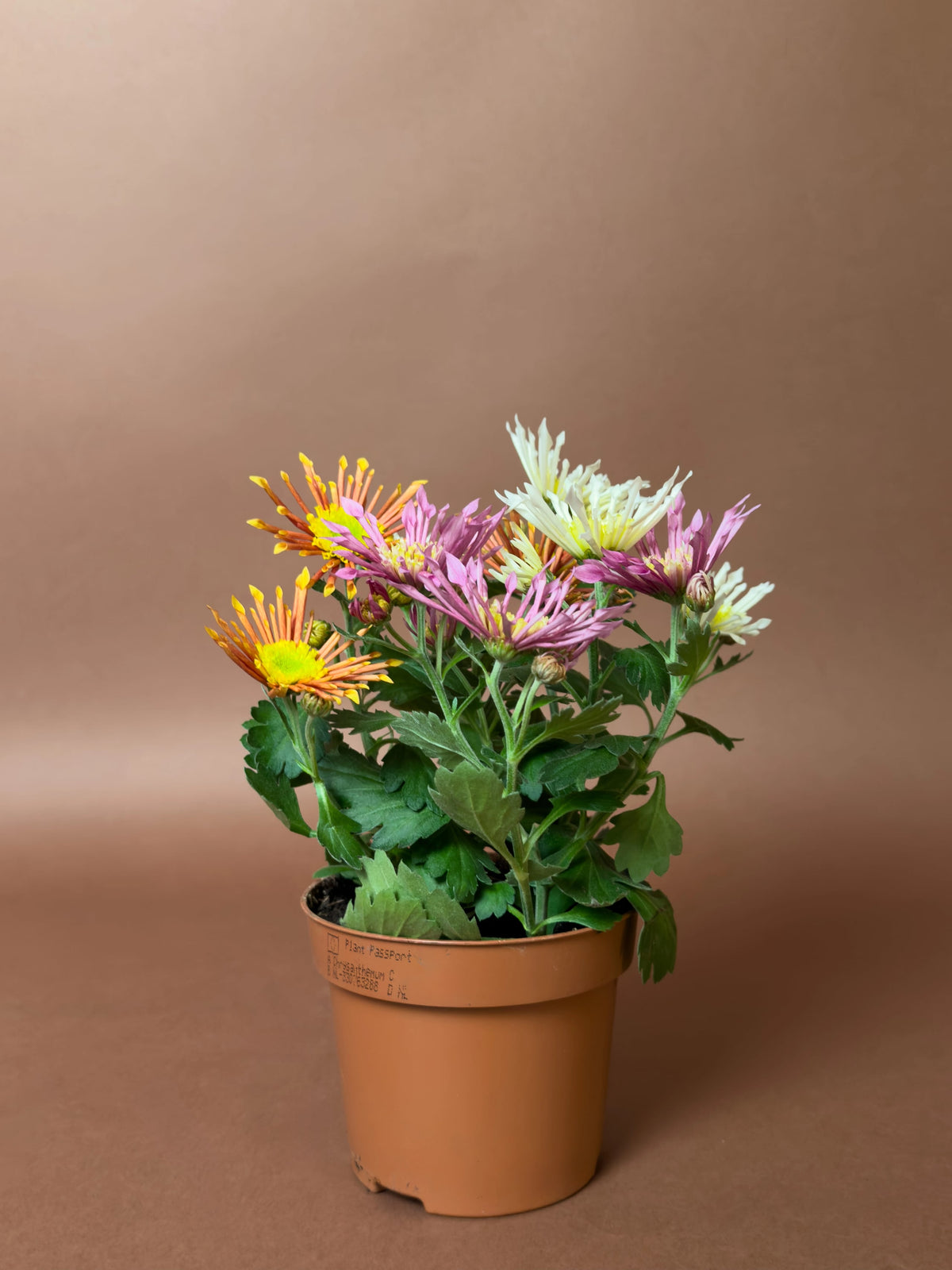 Kasımpatı (Chrysanthemum morifolium), 3 renkli, 17 cm, çok renkli çiçekli form, görsel 2 / 3