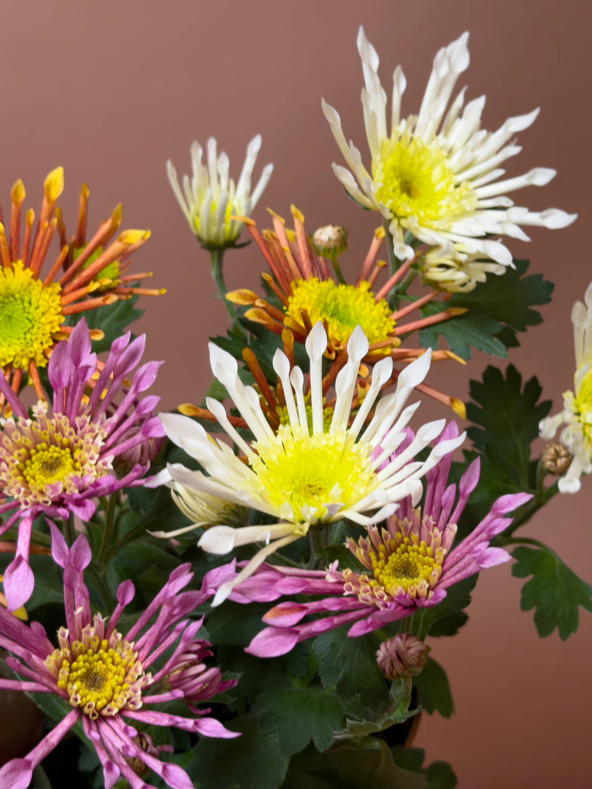 Kasımpatı (Chrysanthemum morifolium), 3 renkli, 17 cm, çok renkli çiçekli form, görsel 3 / 3