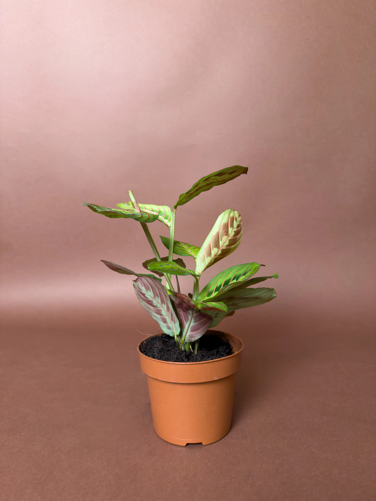 Dua Çiçeği (Maranta leuconeura var. erythroneura), 15 cm, desenli yapraklı form, görsel 1 / 3