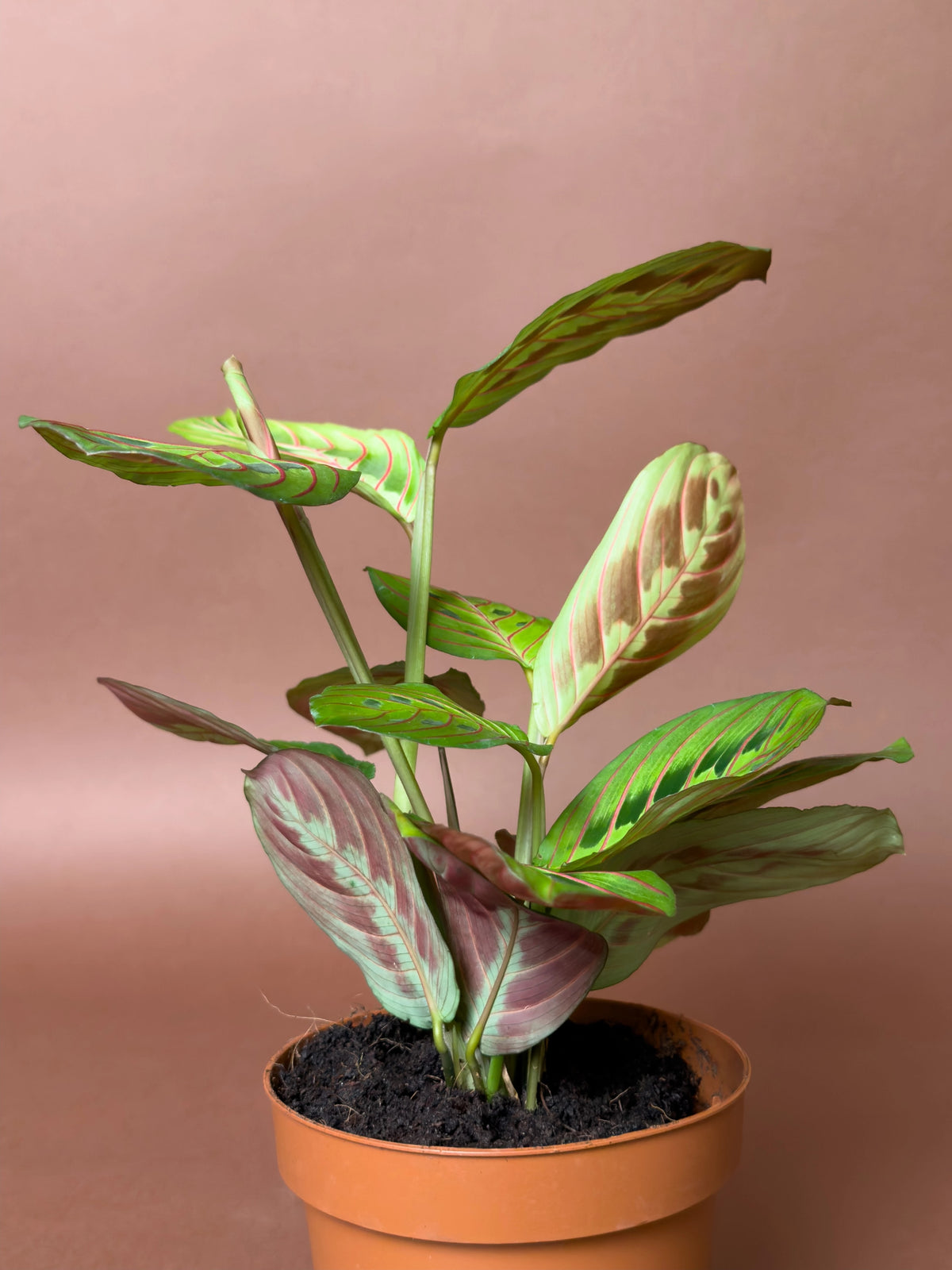 Dua Çiçeği (Maranta leuconeura var. erythroneura), 15 cm, desenli yapraklı form, görsel 3 / 3