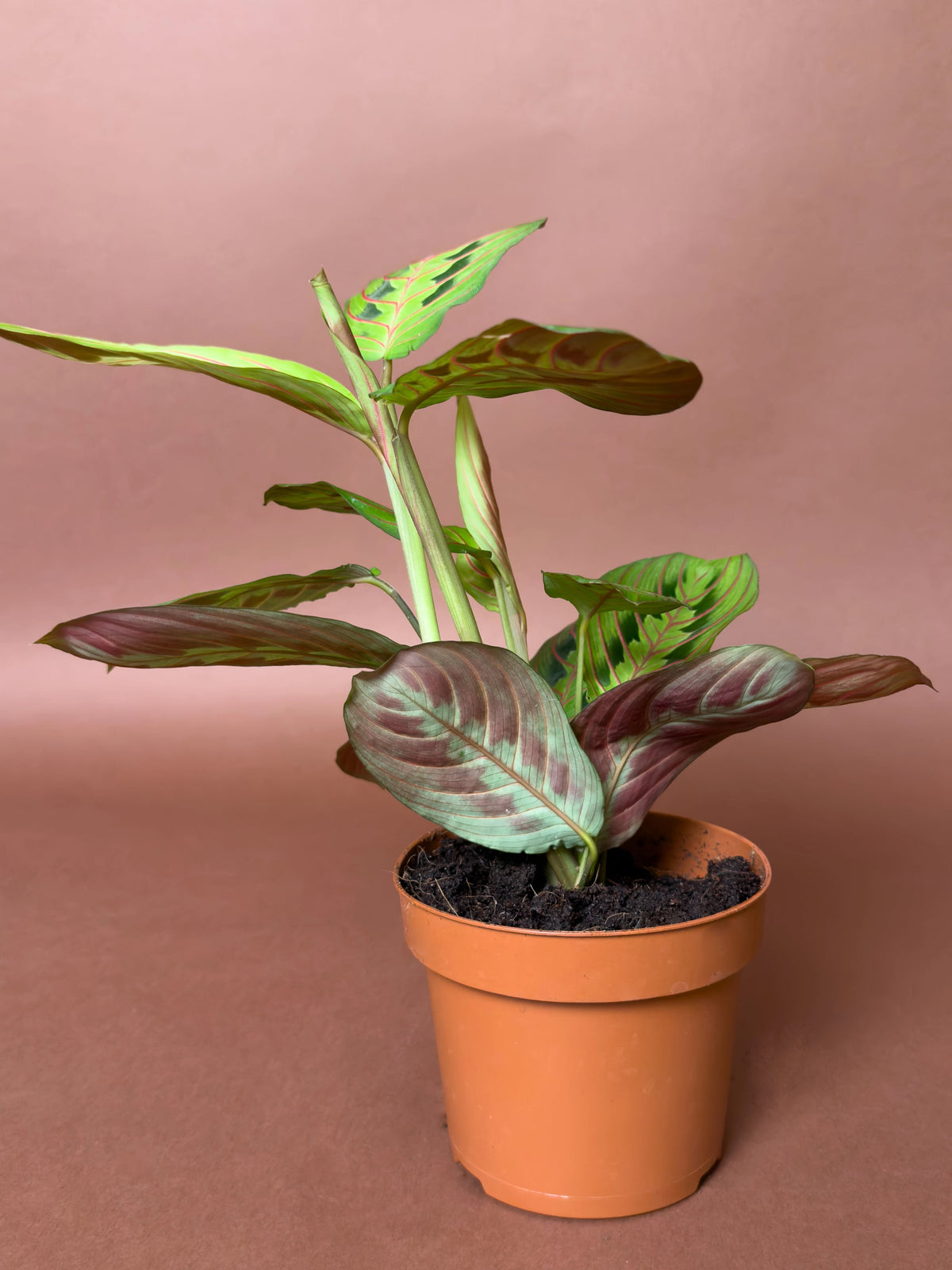 Dua Çiçeği (Maranta leuconeura var. erythroneura), 15 cm, desenli yapraklı form, görsel 2 / 3