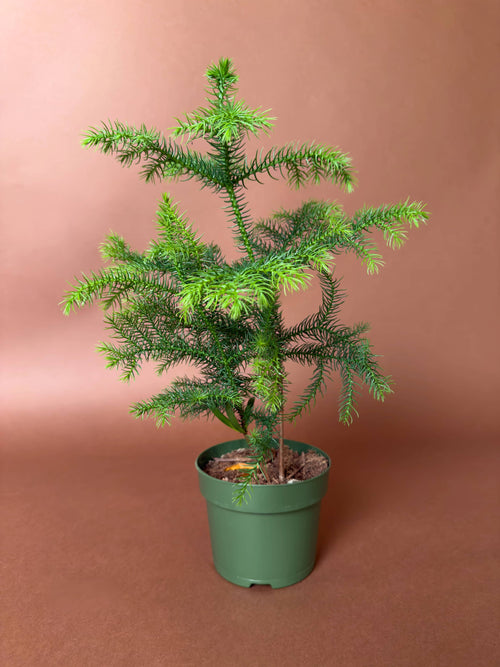 Ofis Çamı (Araucaria heterophylla)
