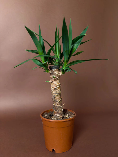 Yuka (Yucca elephantipes)