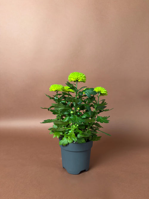 Yeşil Ponpon Krizantem (Chrysanthemum × morifolium)