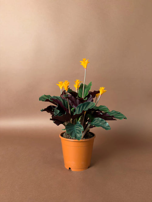 Çiçekli Calathea (Calathea crocata)