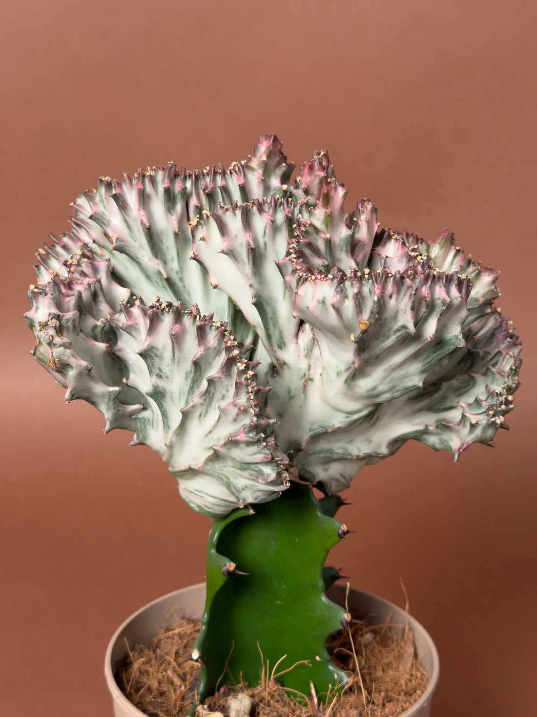 Aşılı Mercan Euphorbia bakım rehberi