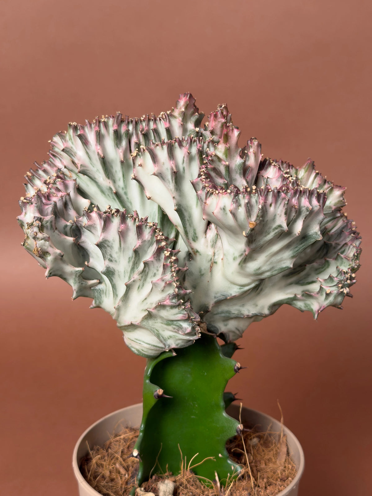 Aşılı Mercan Euphorbia (Euphorbia lactea f. cristata), 20 cm, mercan formlu aşılı gövde, görsel 2 / 3