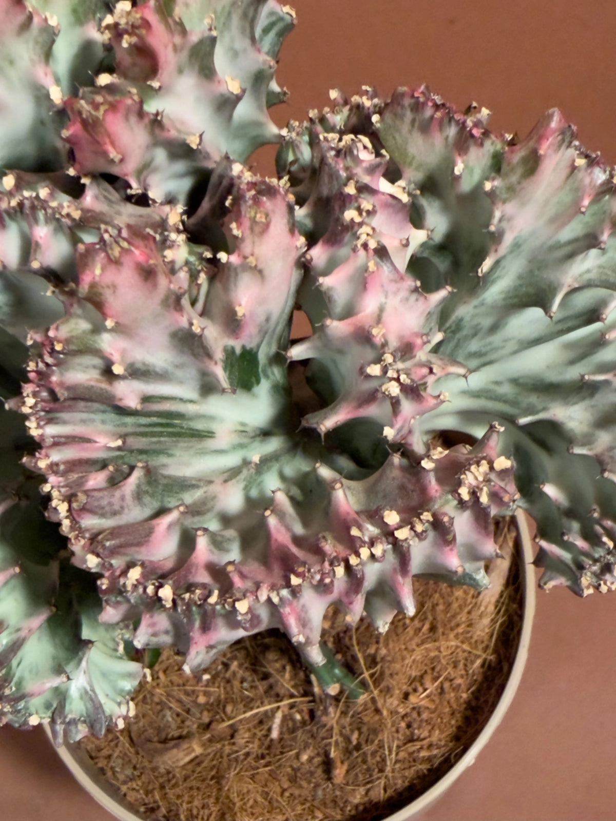Aşılı Mercan Euphorbia (Euphorbia lactea f. cristata), 20 cm, mercan formlu aşılı gövde, görsel 3 / 3