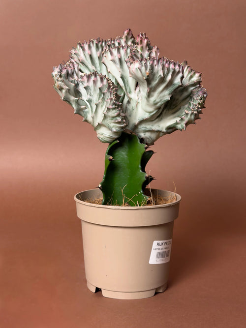Aşılı Mercan Euphorbia (Euphorbia lactea f. cristata)