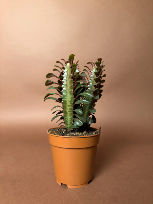 Afrika Süt Ağacı (Euphorbia trigona)