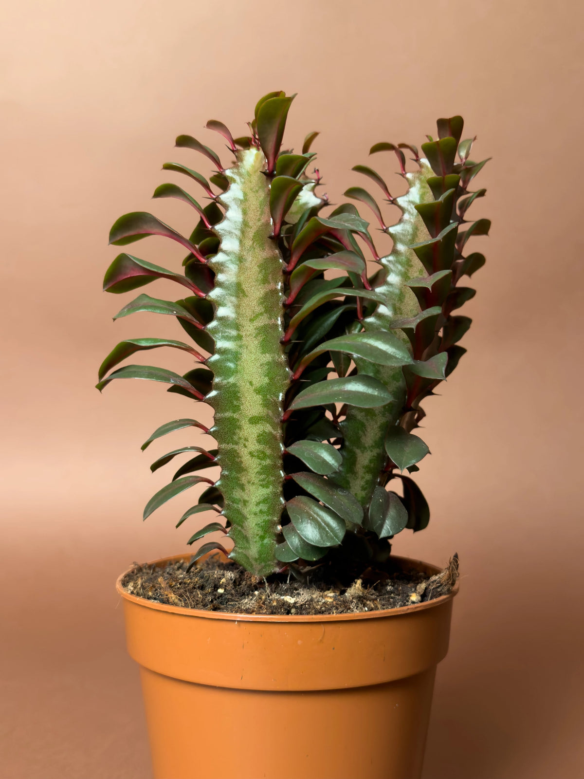 Afrika Süt Ağacı (Euphorbia trigona), 17 cm, mini kompakt form, görsel 2 / 2
