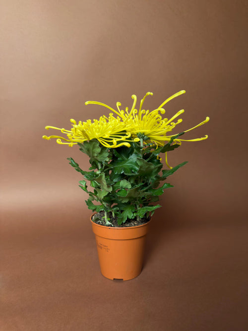 Örümcek Krizantem (Spider chrysanthemum)