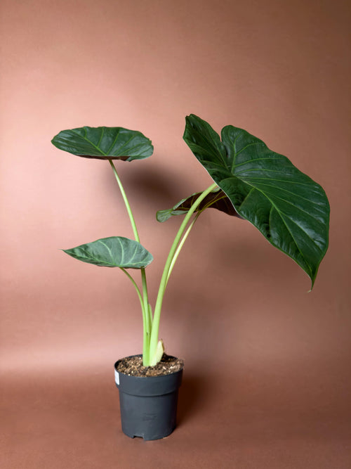Siyah Fil Kulağı (Alocasia wentii)