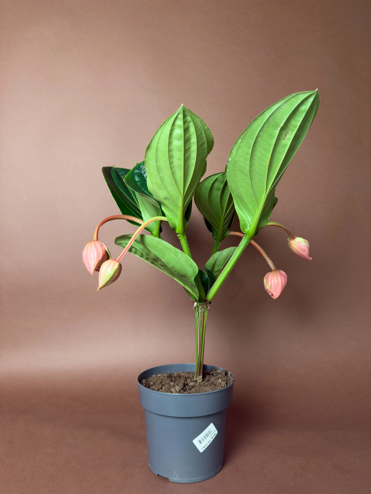 Medinilla Gülü (Medinilla magnifica), 40 cm, çiçekli form, görsel 1 / 3