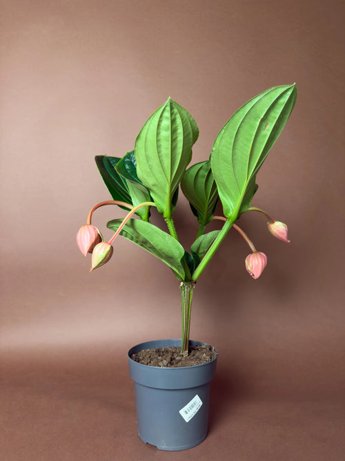 Medinilla Gülü (Medinilla magnifica)