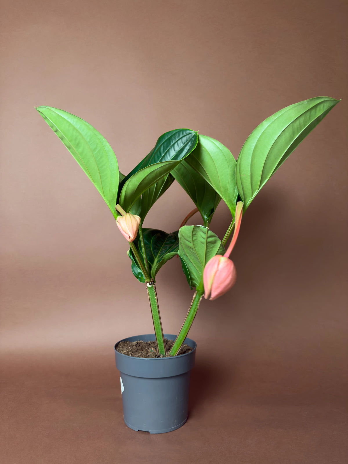 Medinilla Gülü (Medinilla magnifica), 40 cm, çiçekli form, görsel 3 / 3